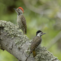 Cardinal Woodpecker